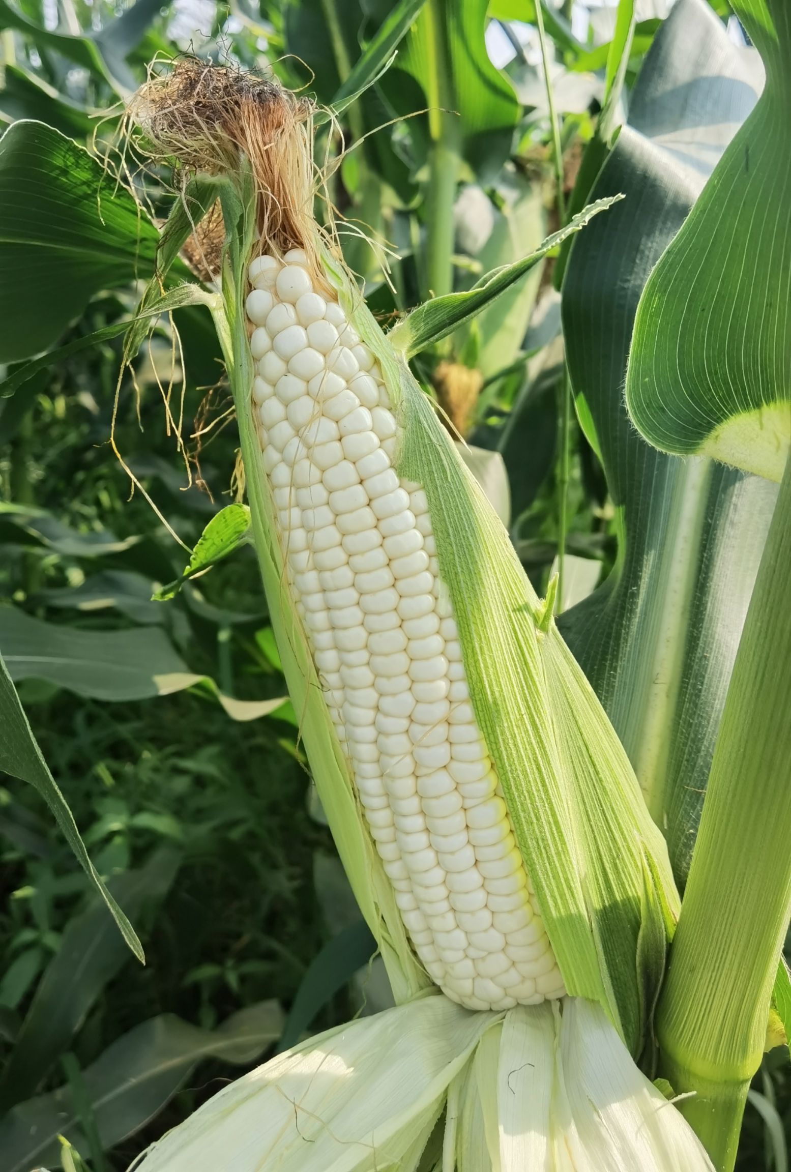 河南白糯玉米，万糯2000，大量上市 产地直供  视频看货