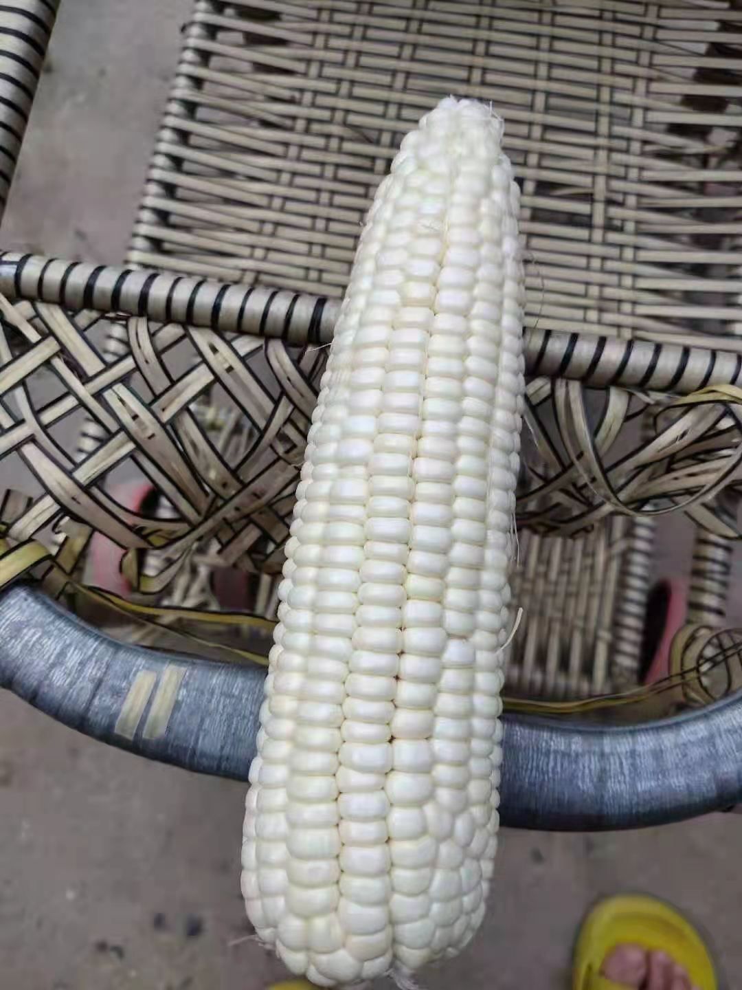 河南万糯2000，白糯玉米大量上市，产地直供，质量保证