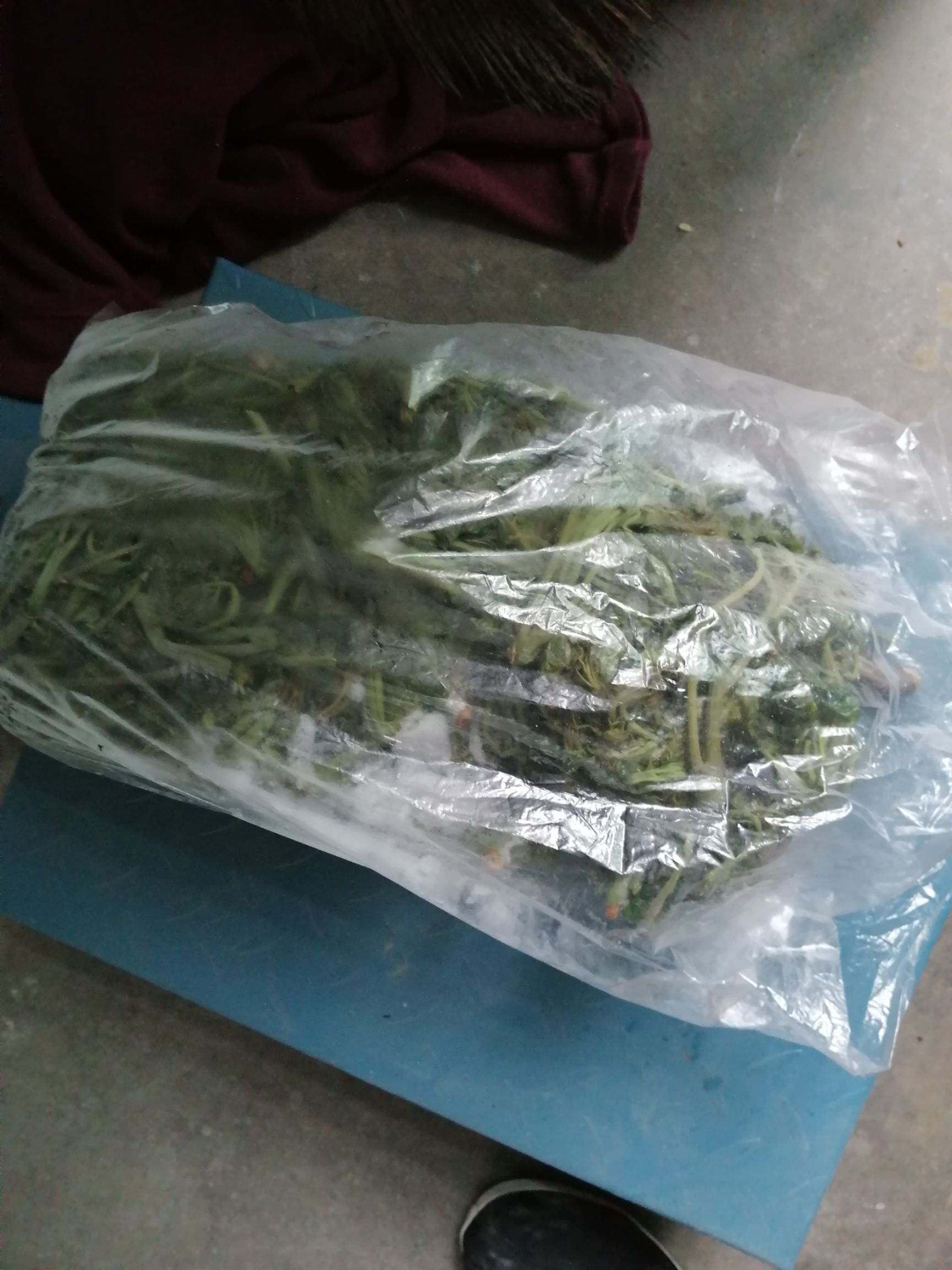 红油香椿 香椿芽，长在树上的野菜！