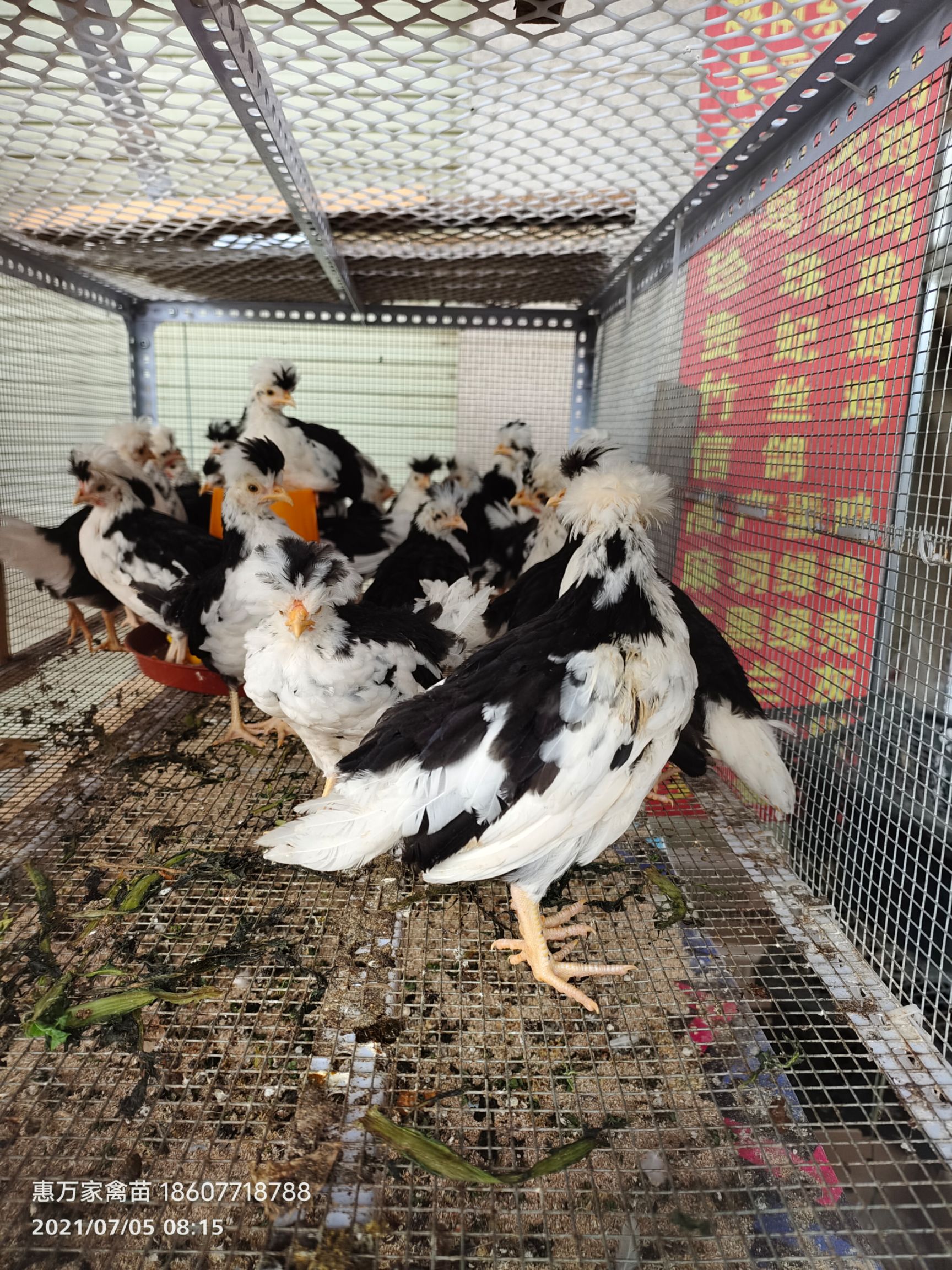 贵妃鸡苗 京葱贵妃鸡苗 出厂做好疫苗 运输包存/活