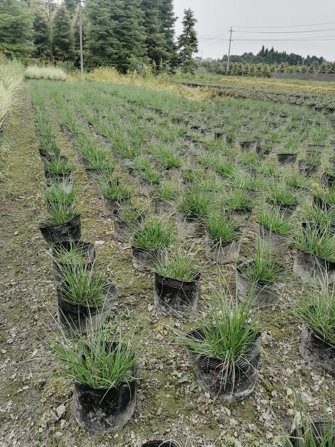 穗花牡荆，天蓝鼠尾草，凤凰绿苔草，小兔子蓝尾草，细叶芒