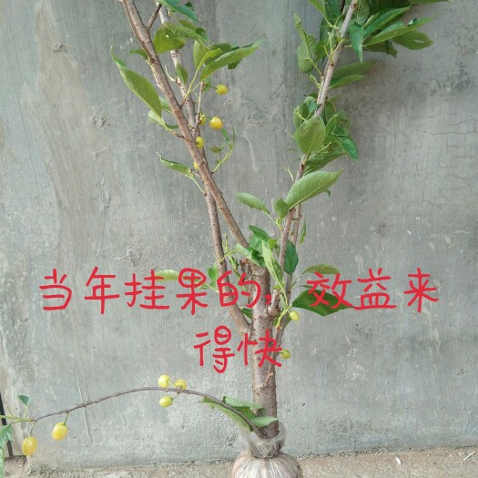 大方县玛瑙红樱桃树苗。果肉丰满，高营养价值。