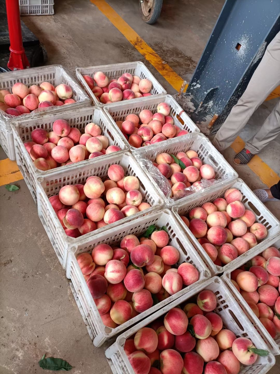 【热销】毛桃 永莲蜜 映霜红 产地直发 脆甜 货源充足