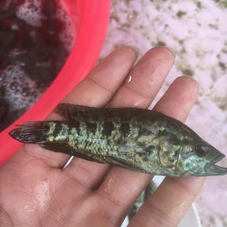 淡水石斑鱼苗，产地直供，技术指导，可视频看货。