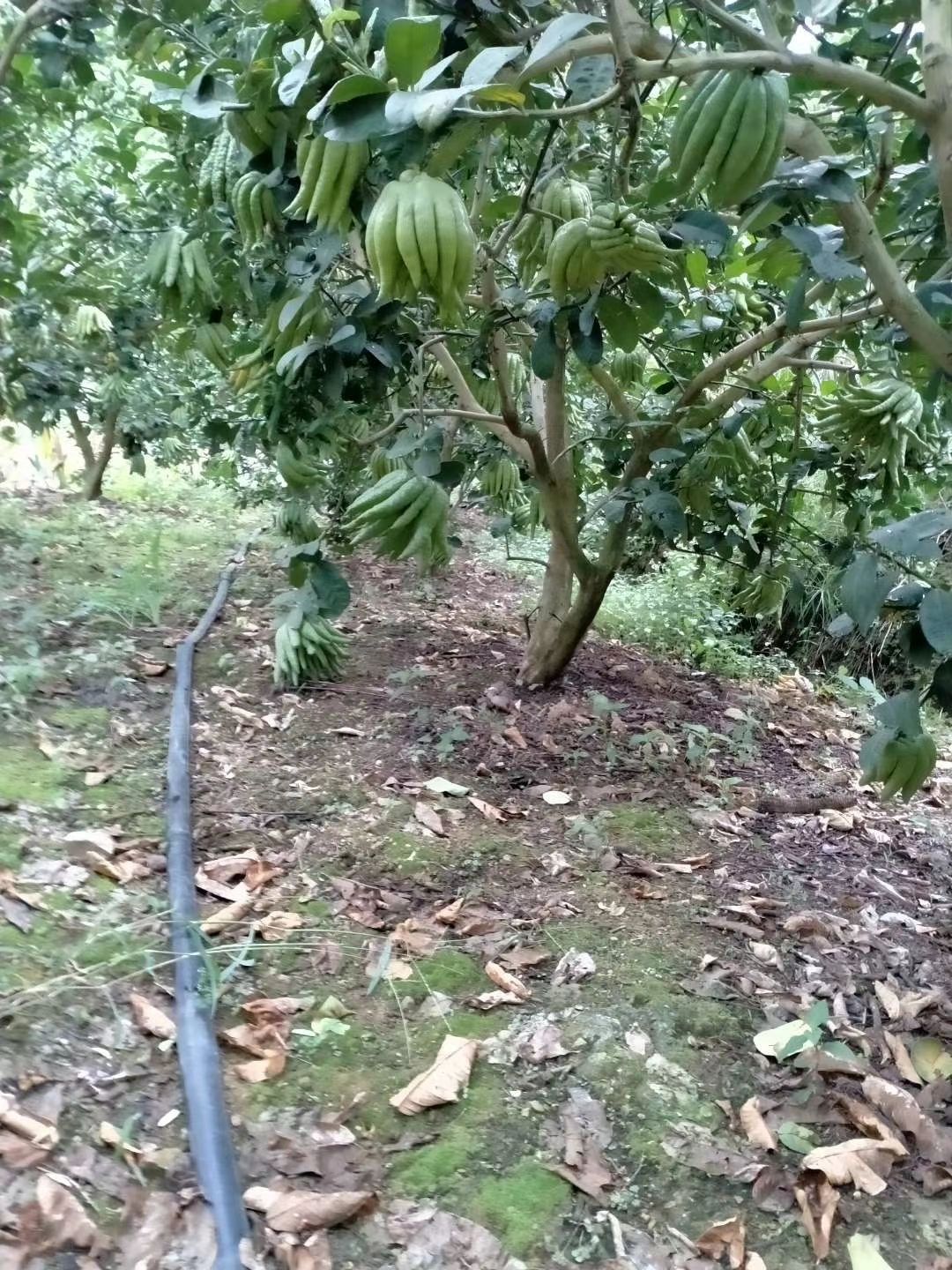 佛手苗批发 川佛手种植基地