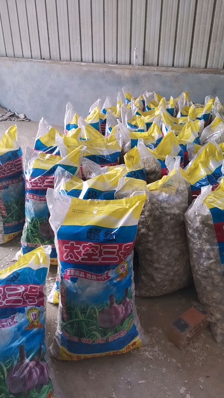 大蒜种子，红根蒜苗种子，太空蒜种，大青稞蒜种子！