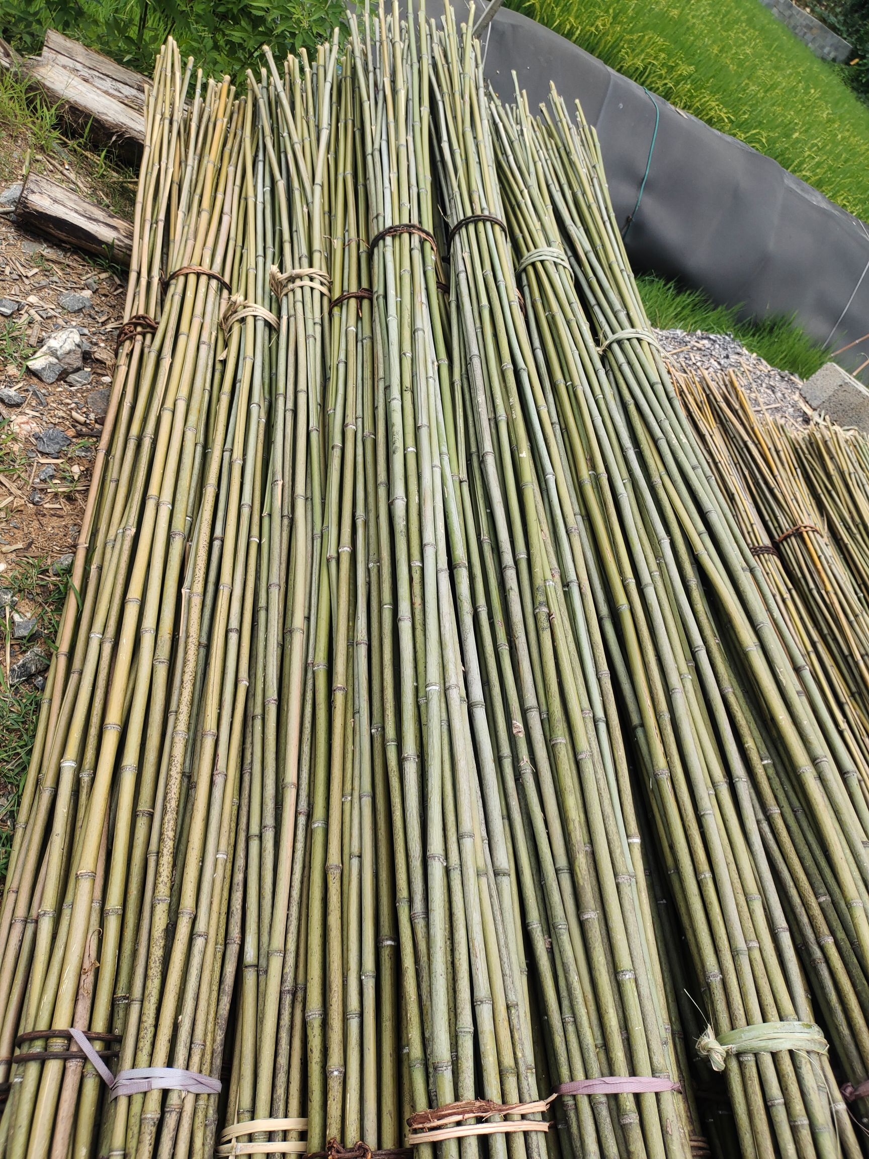 小竹杆架种菜园搭架豆角冬瓜架竹篱笆栅栏彩旗杆