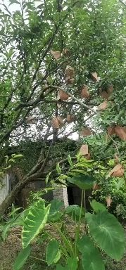 乐昌市黄金奈李