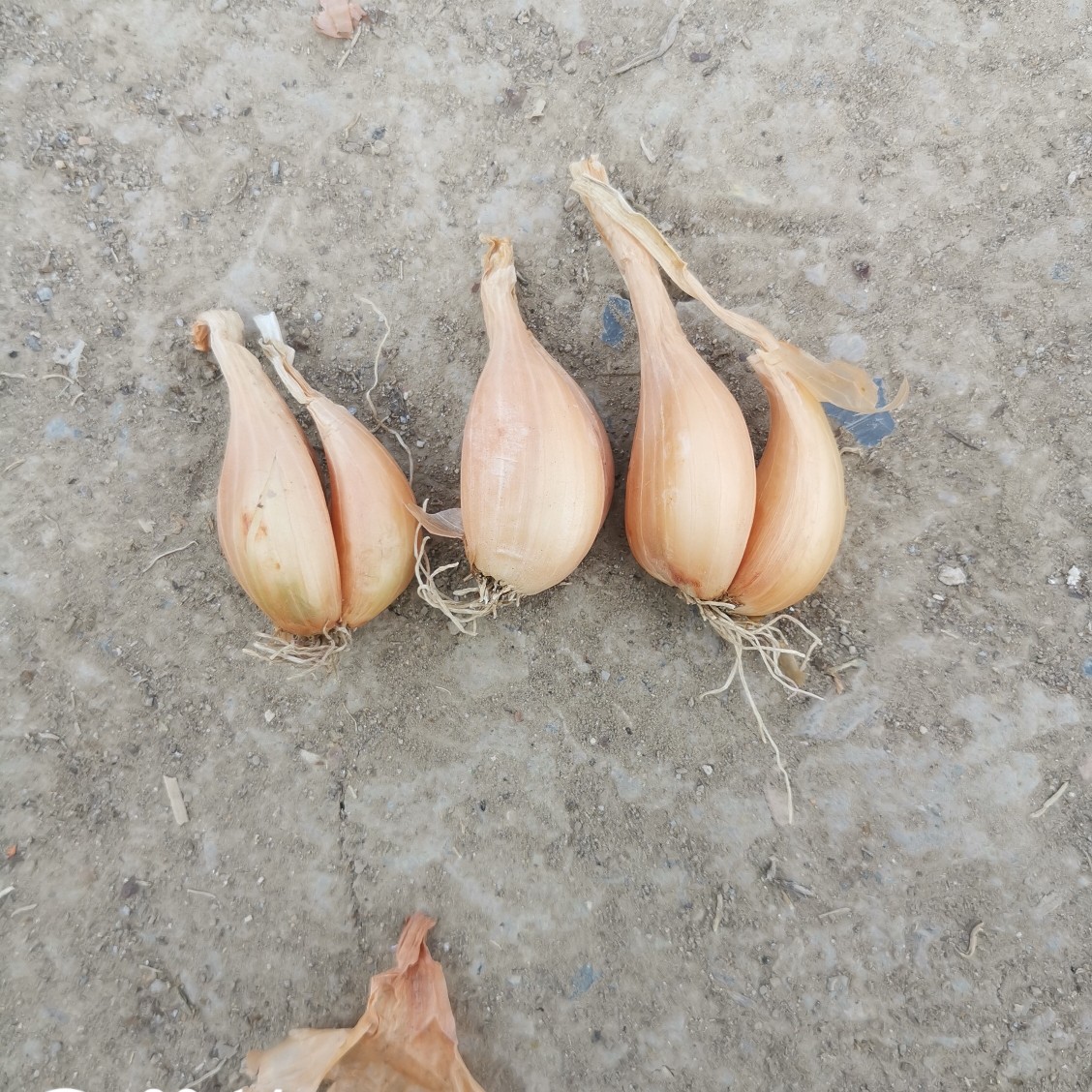 四季葱  小香葱头 分葱头 红葱头 火葱头农场直供