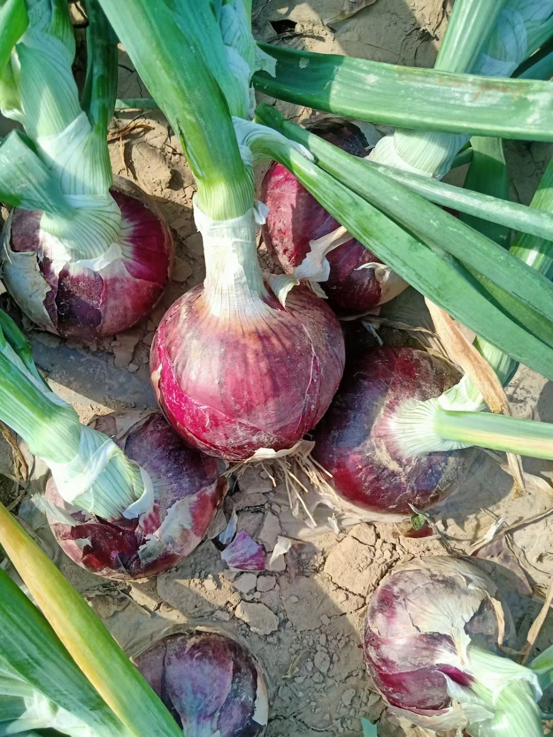 红皮洋葱  精品二红洋葱