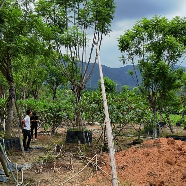 蓝花楹  大小规格齐全 地苗 袋苗 基地2万棵