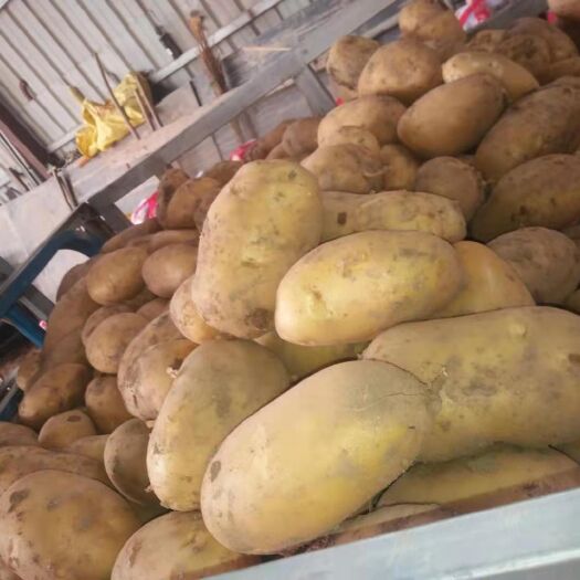 临洮县黄心土豆  精品土豆大量上市
