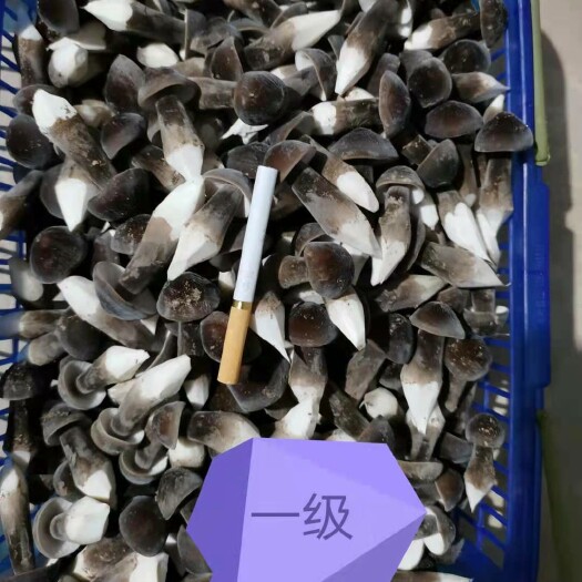 濮阳县鸡枞菌 黑皮鸡枞基地直供！常年有货
