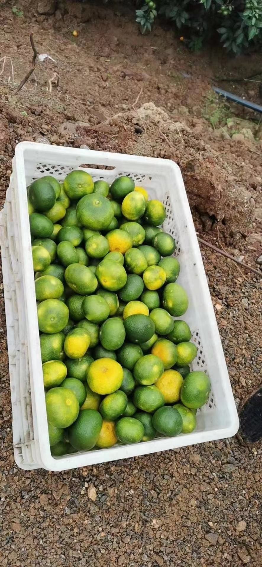 云南蜜桔，高原蜜桔产地直销果大皮薄味道甜度超高整车发货