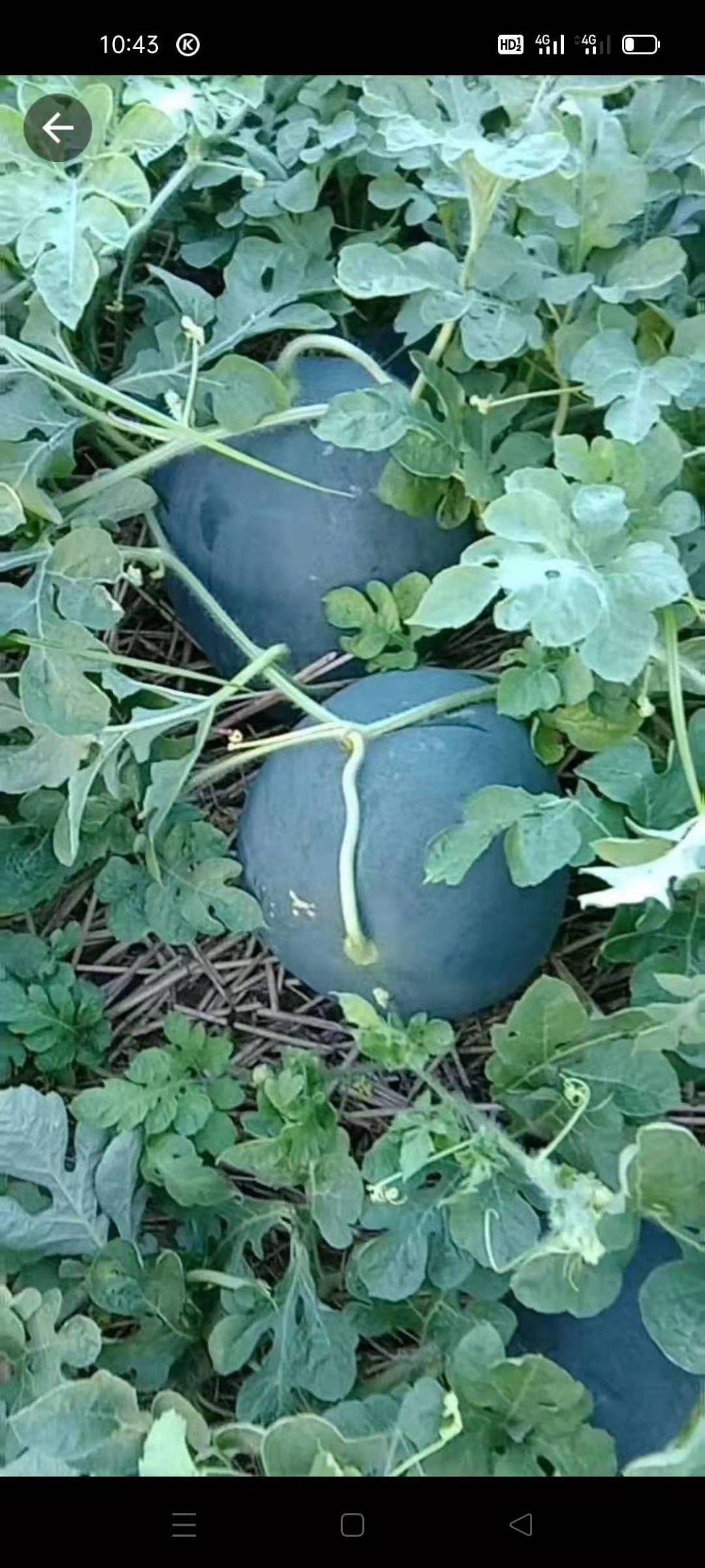 无籽西瓜 湖北宜城黑无籽