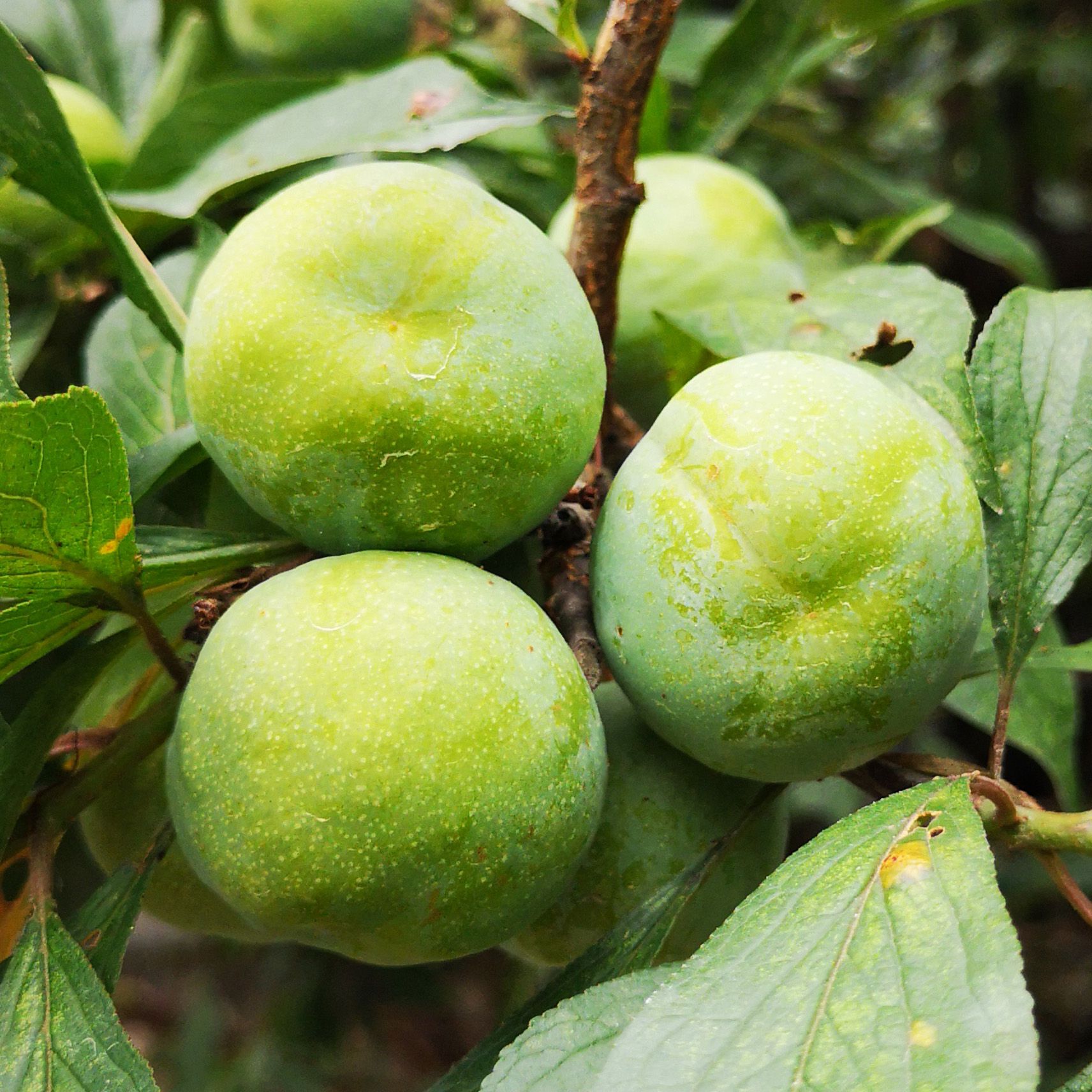 李子  巫山脆李