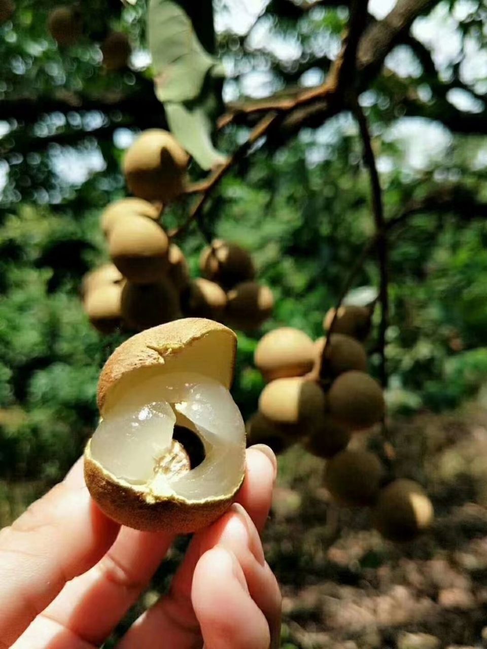 广东高州特级储良龙眼，新鲜桂圆果，自产自销，支持一件代发