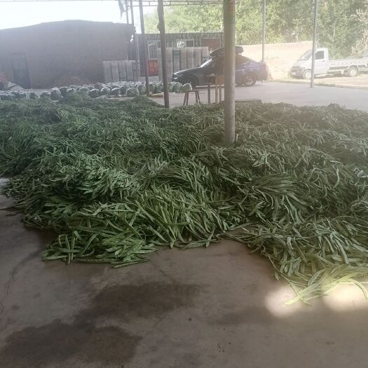 應(yīng)縣綠扁豆 大扁l小金豆白豆角豆王架豆青椒牛角