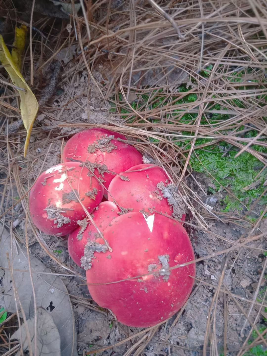 云南野生大红菇