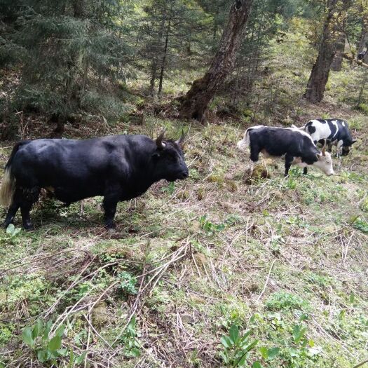 香格里拉高牦牛肉