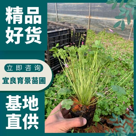 宜良县红花酢浆草  红花杂酱草，露天，蓬头好！