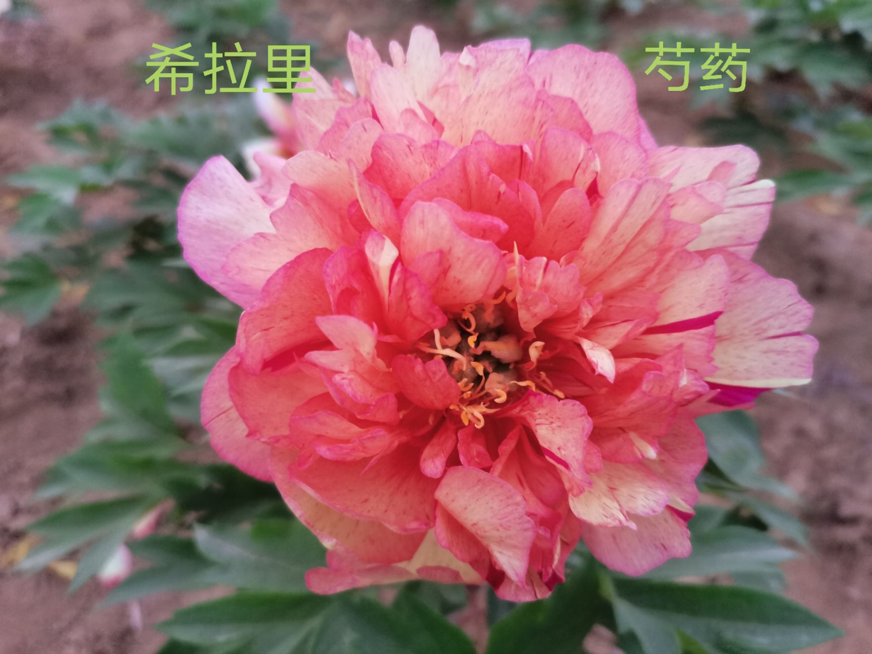 独杆观赏牡丹～花王