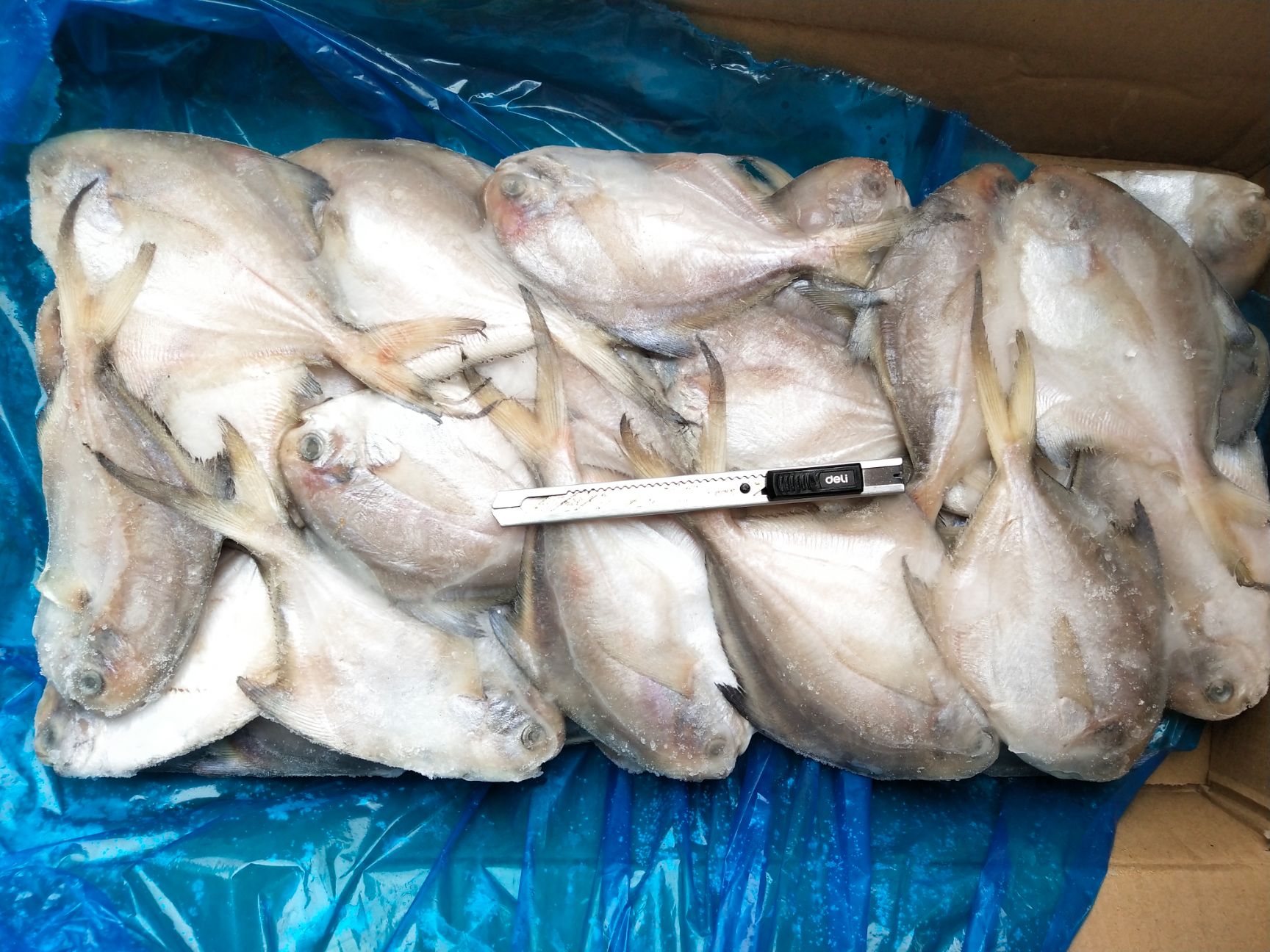 板冻单冻鲳鱼有货，价格冰点