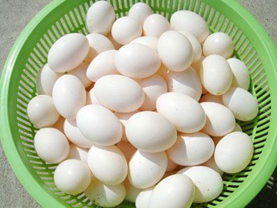 商丘鸽子蛋