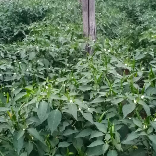 濮阳县 泰国小米椒，泰国小米辣