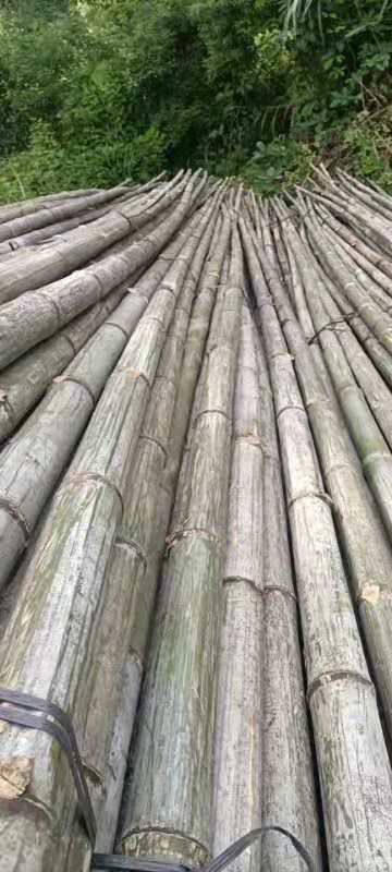 毛竹  大量供应3米，4米，5米竹尾