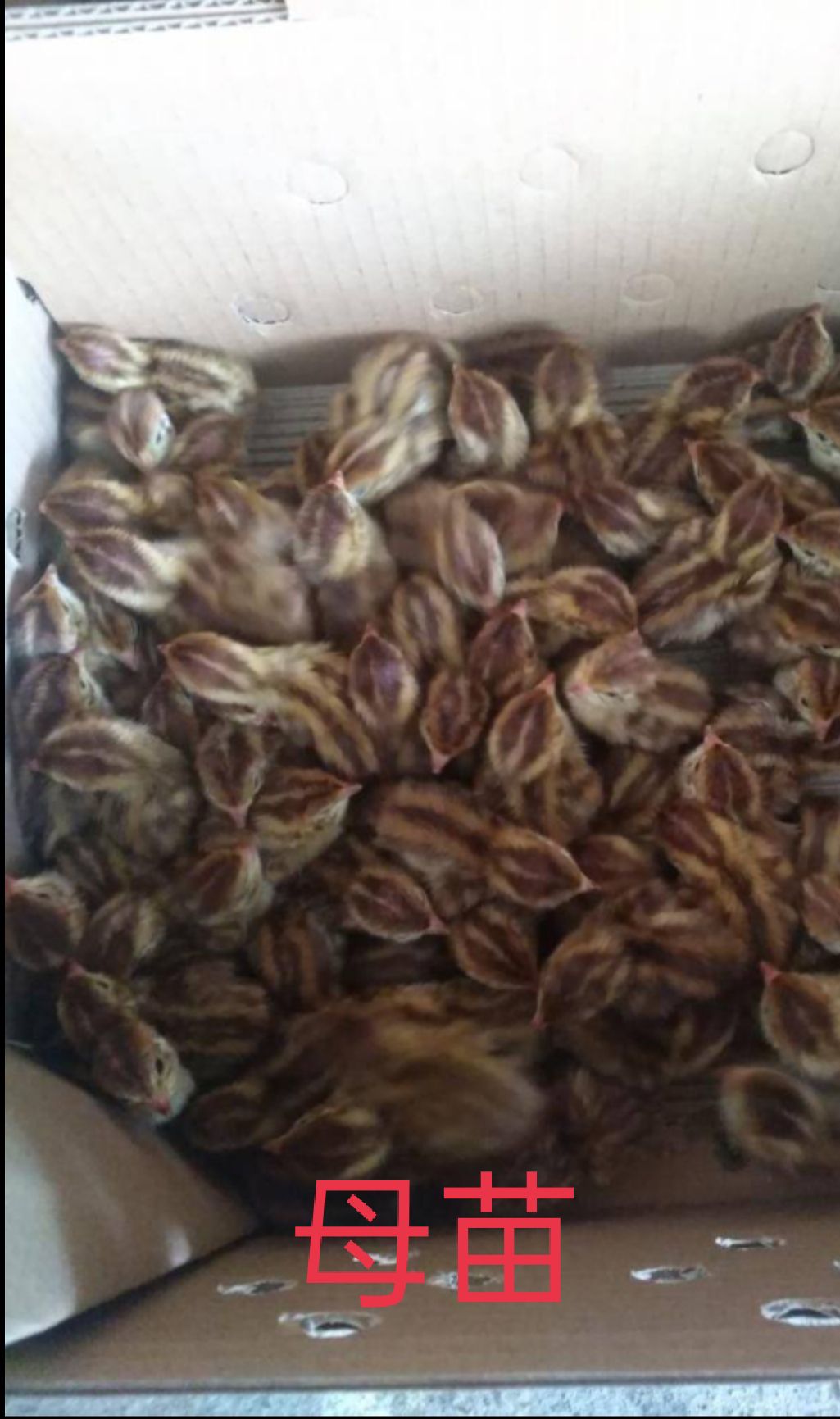 鹌鹑苗 厂家孵化直销