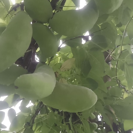 南漳县 八月瓜