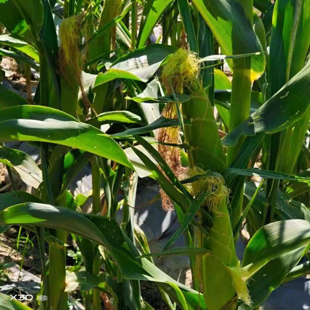 甜玉米 太阳3号玉米半个月后起产，欢迎至电