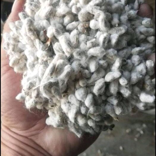 乌苏市新疆本地优质棉籽，长期供应！质量有保证！