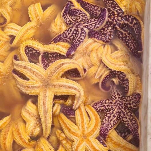 秦皇岛 海星