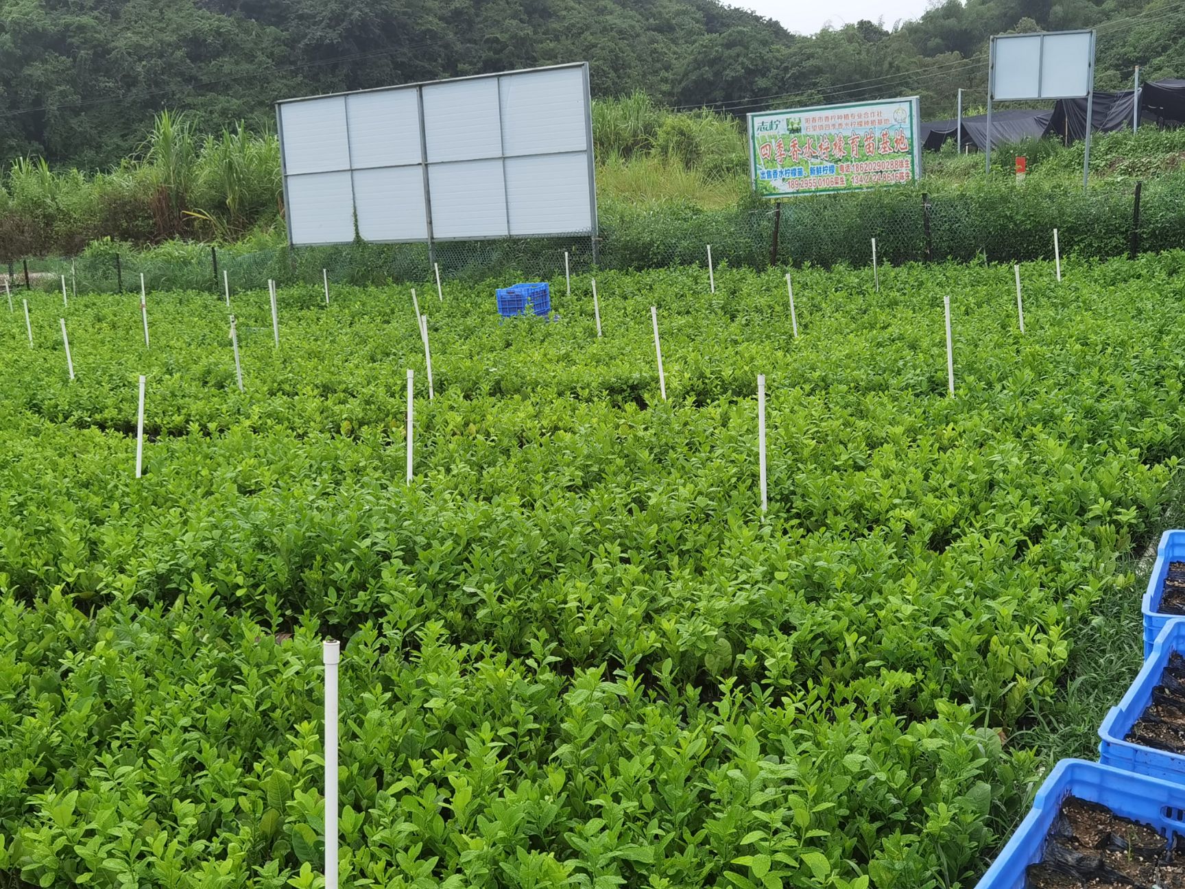 [香水柠檬苗批发] 广东阳春香水柠檬苗价格8元/棵 - 惠农网