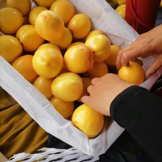 遵化市绿化九毛桃  大红冠毛桃，中秋蜜绿化九系列毛桃！