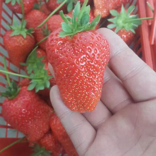 泰安红颜草莓苗 章姬草莓苗 植株健壮 保湿发货