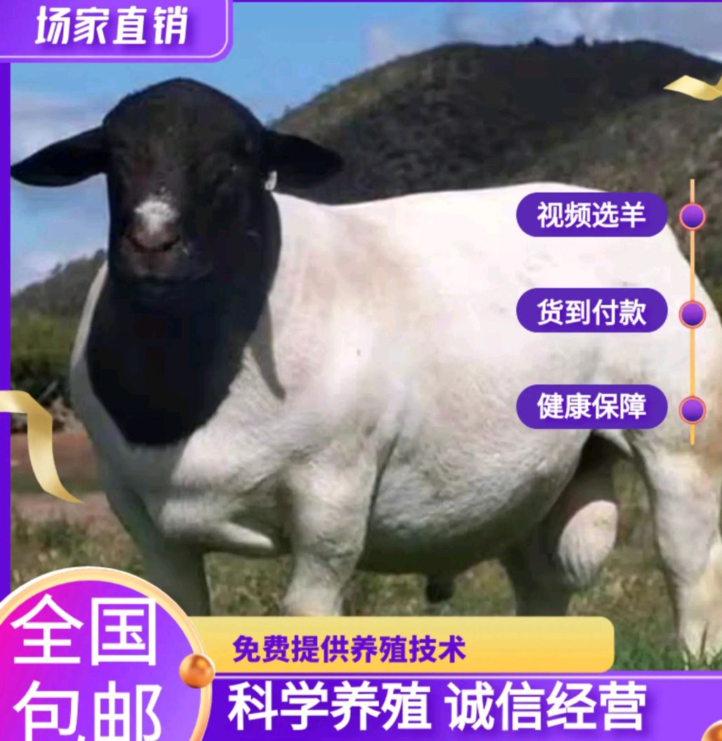杜泊绵羊，黑头杜泊，各种规格