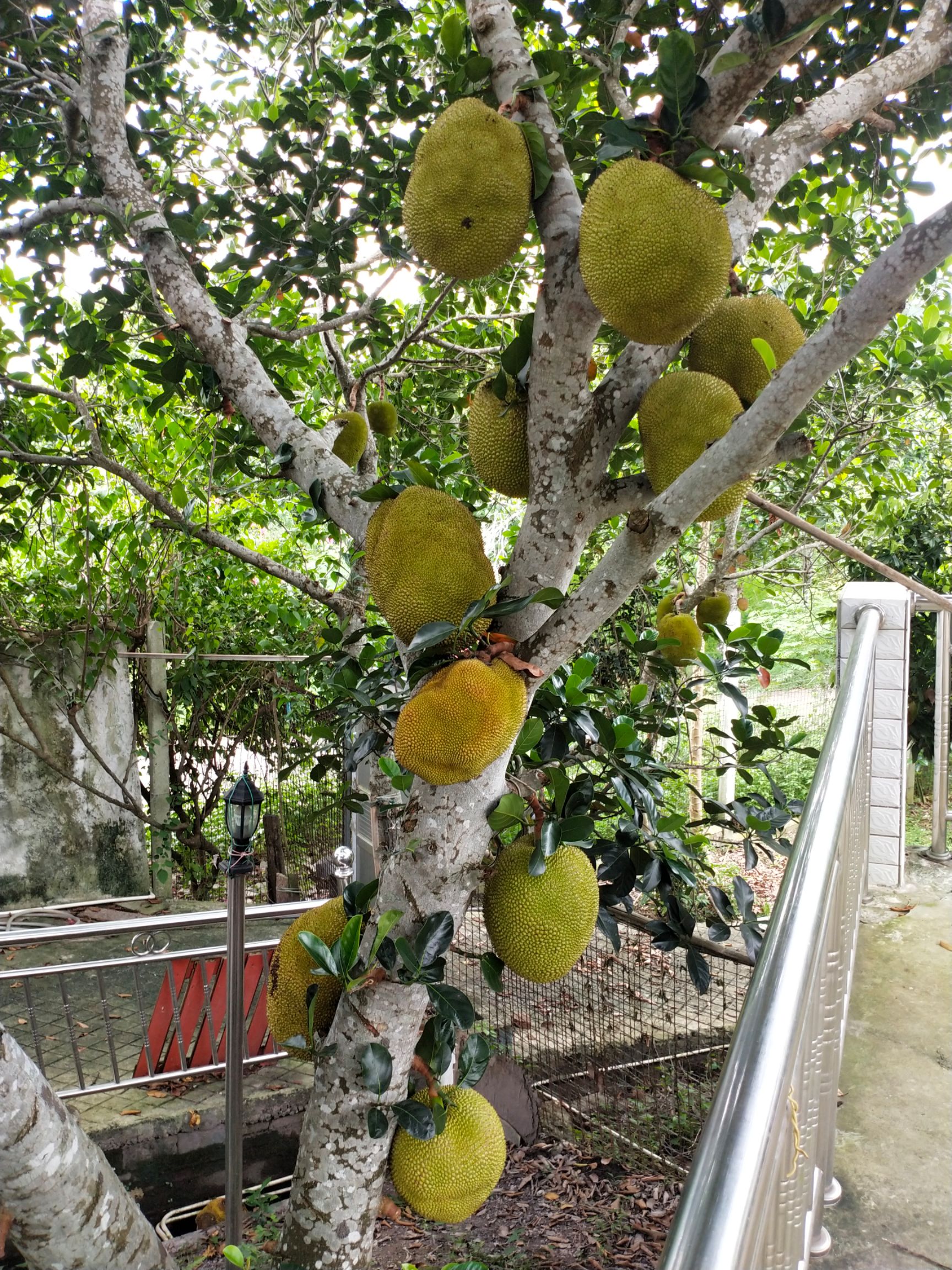 湛江菠萝蜜