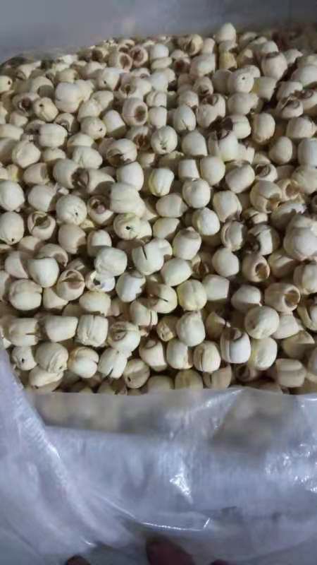 莲子  农户家手工做白莲，质量保证，烘干度  欢迎采购