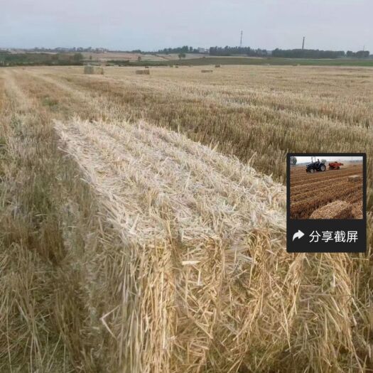 柘城县小麦秸秆