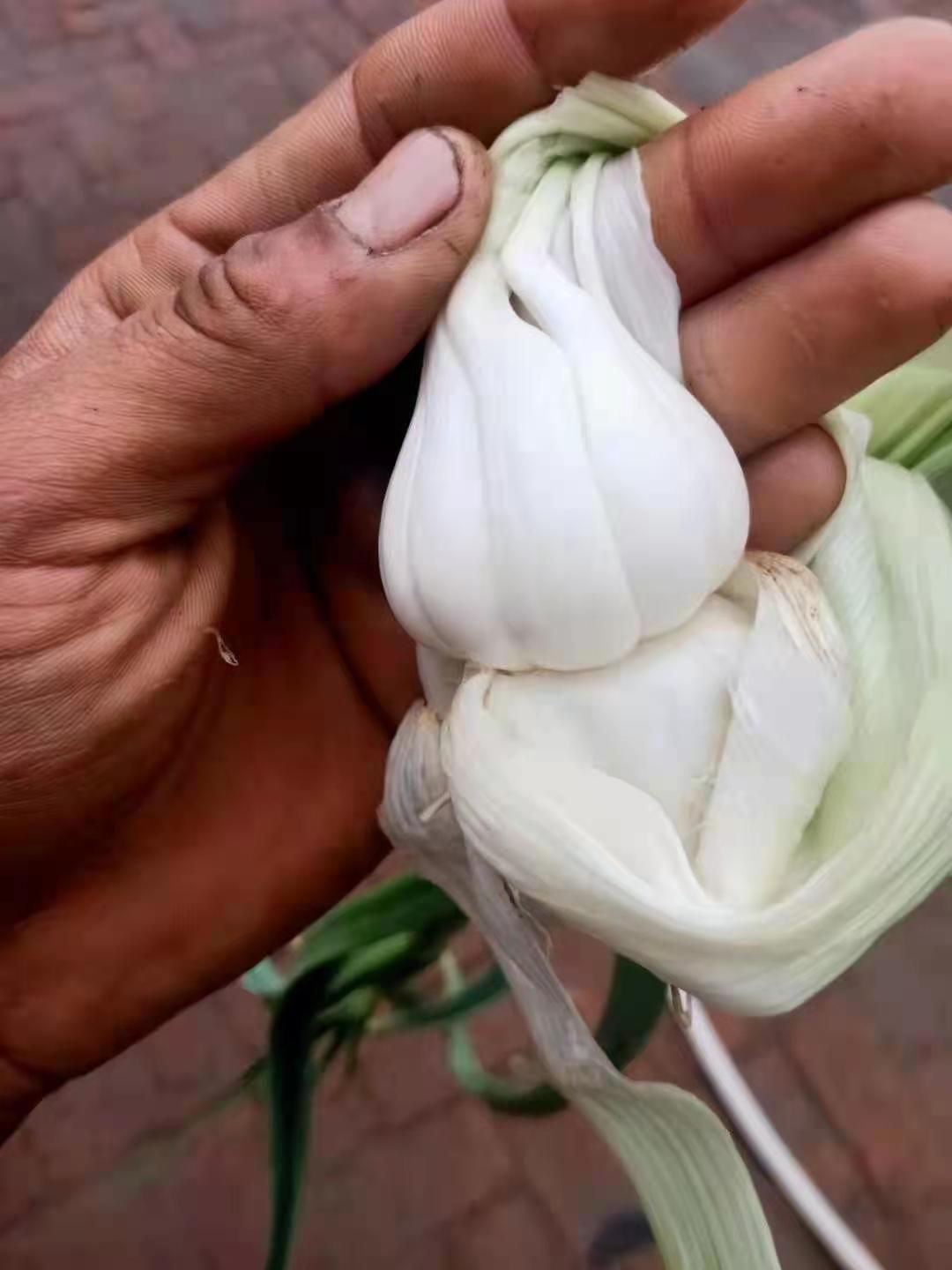 白皮蒜 蒜头