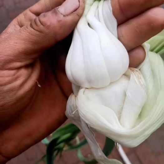 公主岭市白皮蒜 蒜头