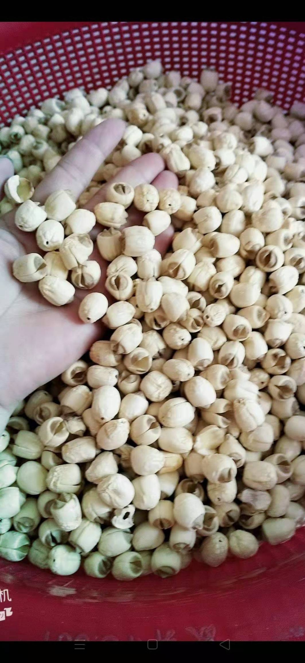 莲子  农户家手工做白莲，质量保证，烘干度  欢迎采购