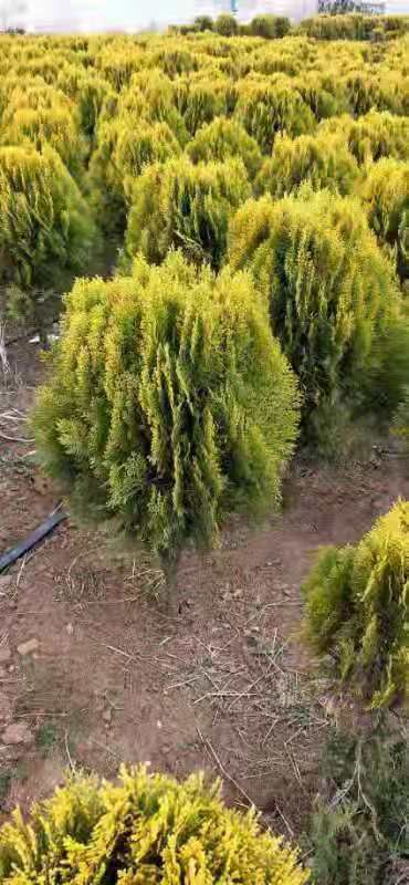 洒金柏  床苗大量上市，自已家种的，欢迎新老客户来咨询！！？