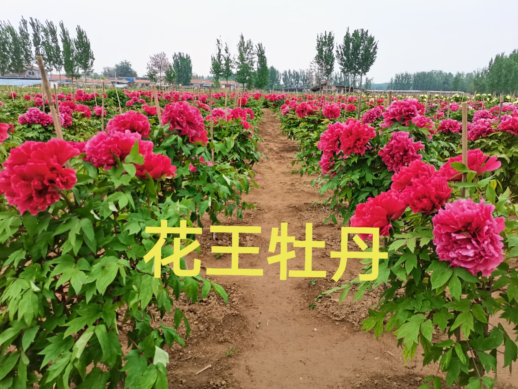 多花芍药  菏泽观赏芍药～兰富士