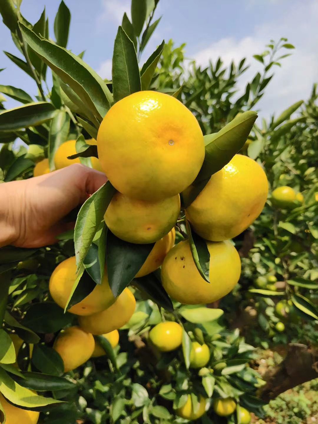 云南蜜桔，高原蜜桔产地直销果大皮薄味道甜度超高整车发货