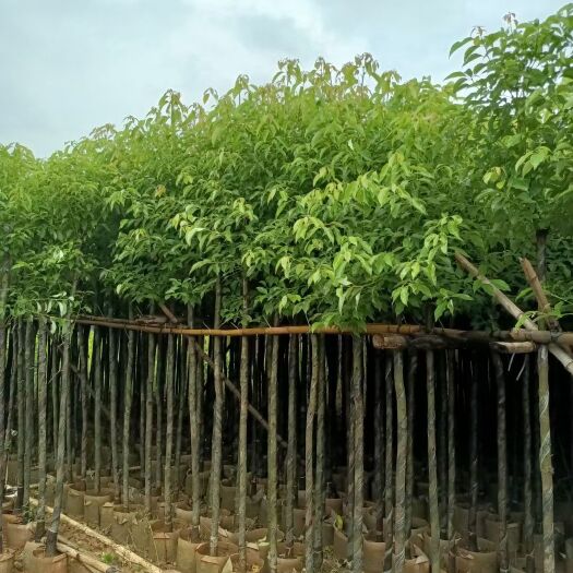 揭阳小叶樟   香樟树