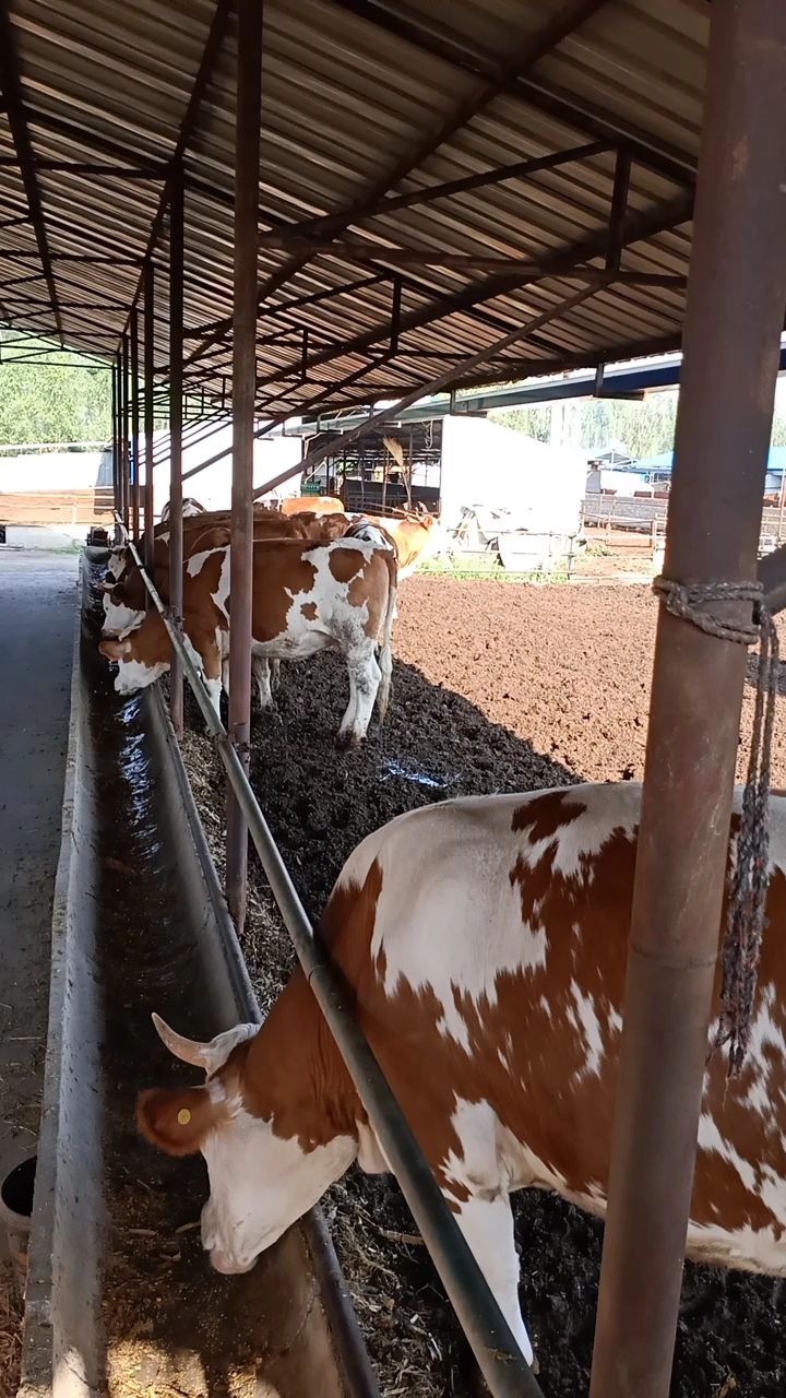 西门塔尔牛 常年供应，西门塔尔，夏洛莱，利木赞，大的，小的，怀孕的育肥牛